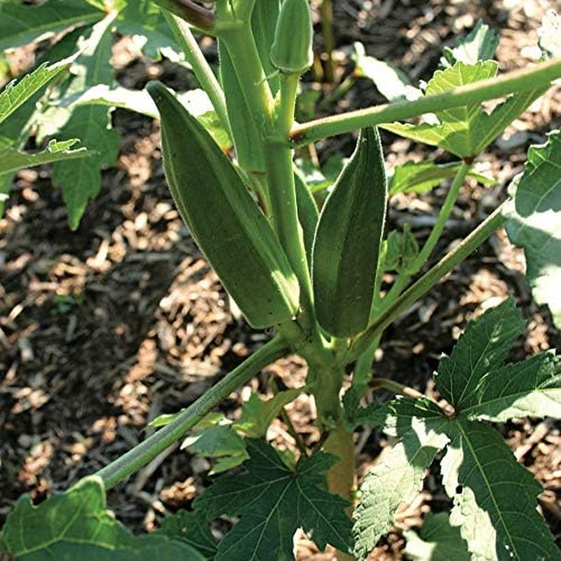 Jambalaya Okra Seeds, Includes 30 Seeds in a Pack