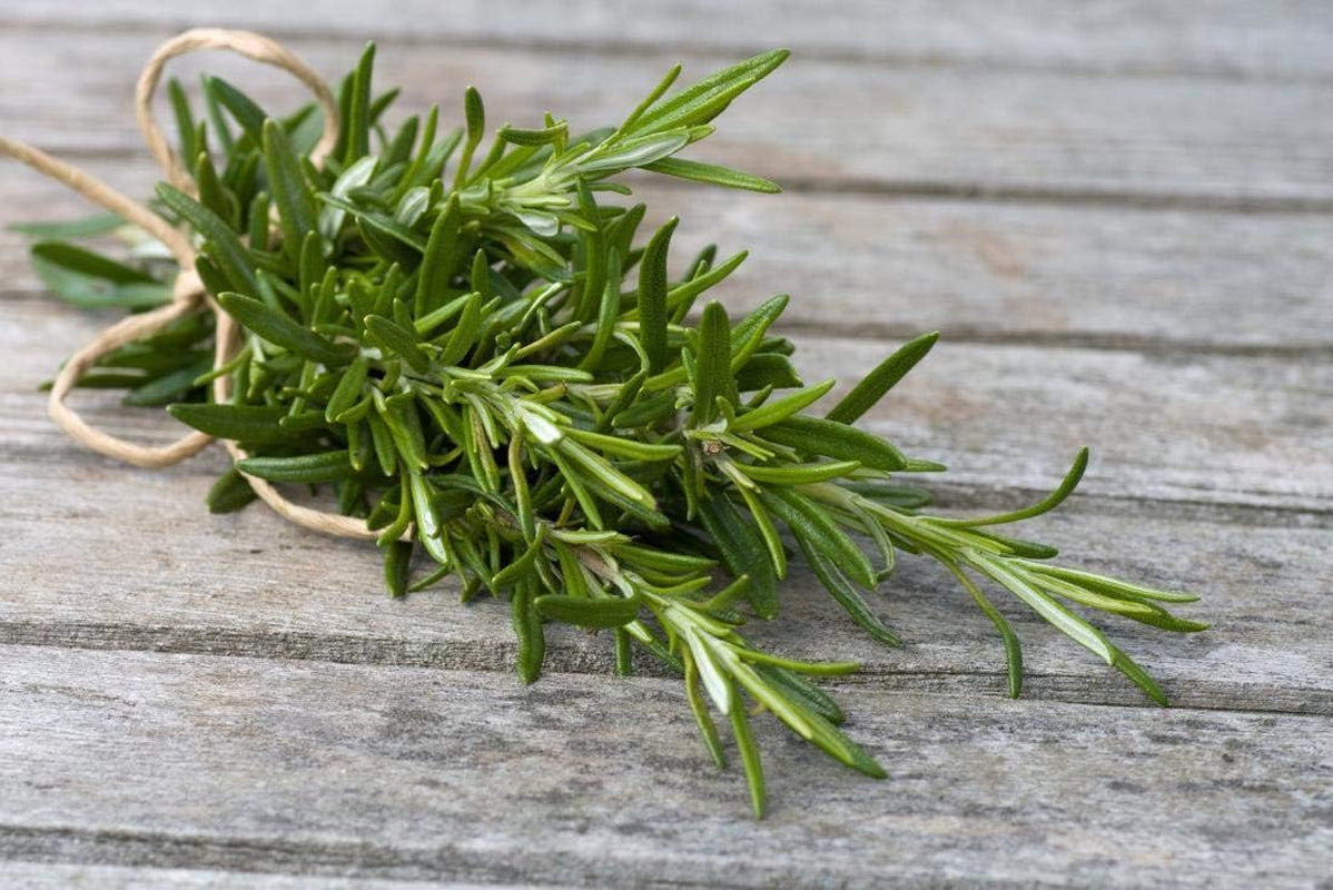 Seeds - Rosemary Seeds - Heirloom Non-Gmo Seeds with Easy to Follow Instructions 97% Germination Rate (Single Pack)
