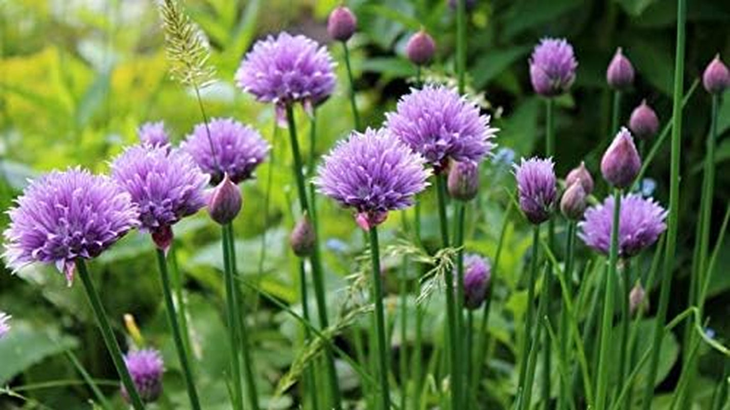 Seeds - Chives Seeds (1000 Seeds) Non-Gmo Seeds with Easy to Follow Planting Instructions - Open-Pollinated Heirloom 88% Germination Rate 1.5G (Single Packet)