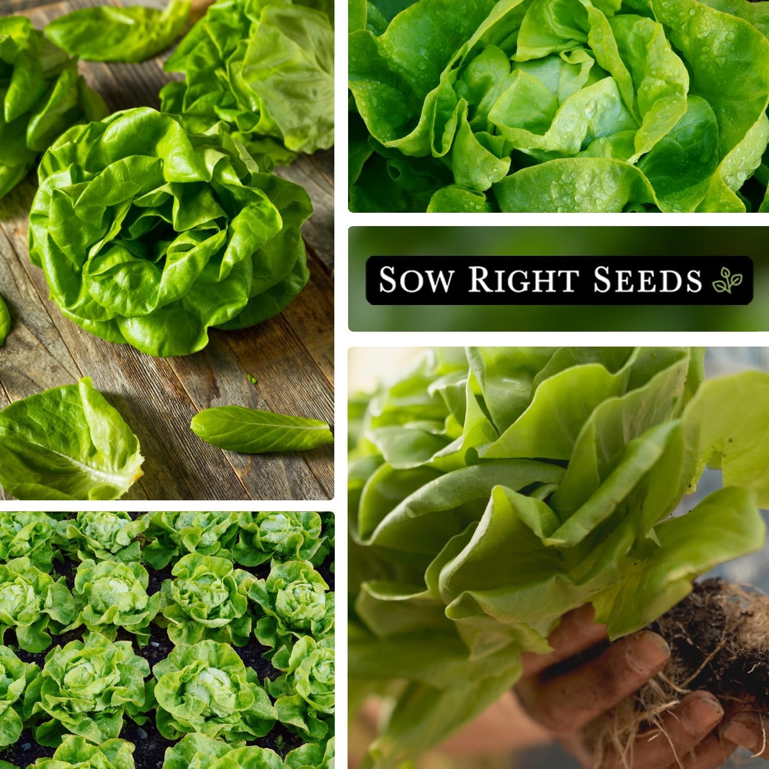 - Buttercrunch Lettuce Seeds for Planting - Non-Gmo Heirloom Packet with Instructions to Plant a Home Vegetable Garden - Outdoors or Hydroponics Indoors - Heat Tolerant Variety (1)