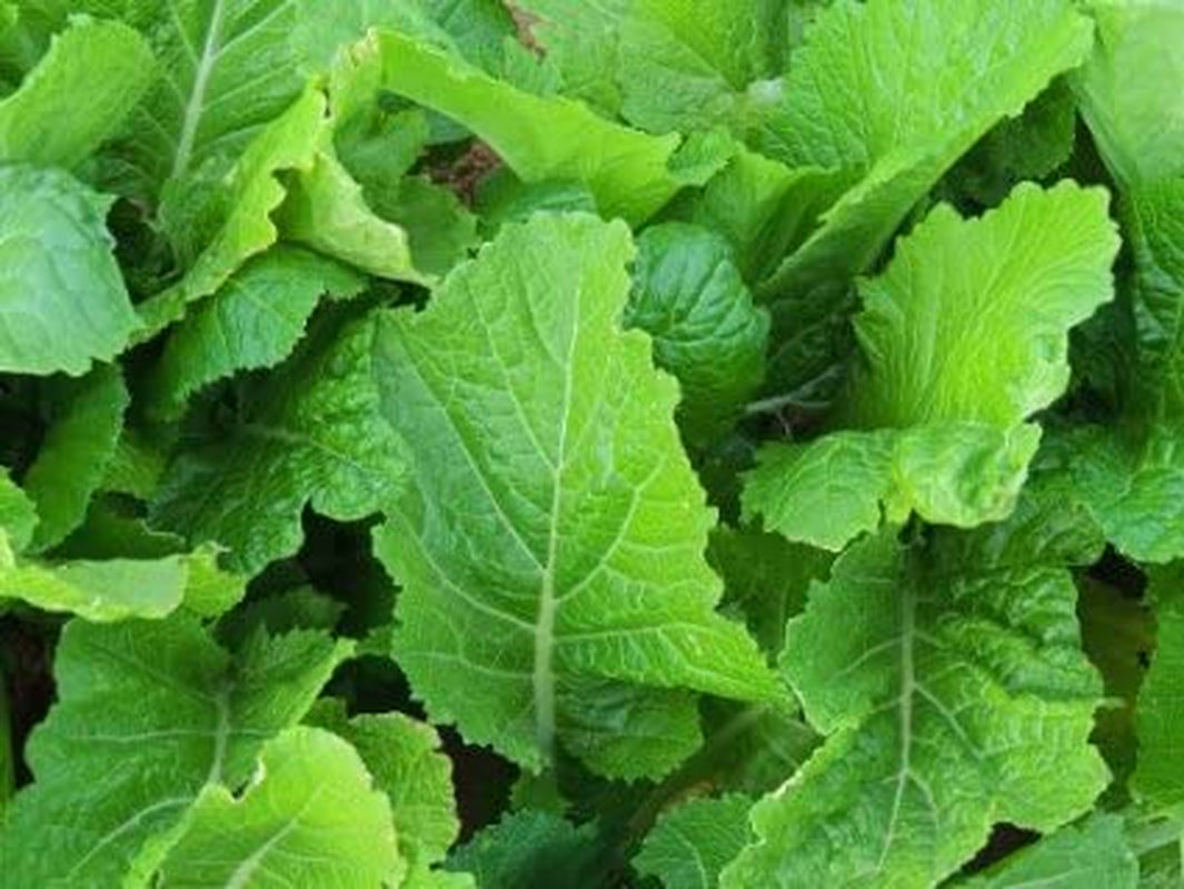 Mustard Florida Broadleaf Great Garden Vegetable Heirloom Seeds by  (1 Lb Seeds)