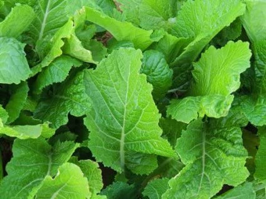 Mustard Florida Broadleaf Great Garden Vegetable Heirloom Seeds by  (1 Lb Seeds)