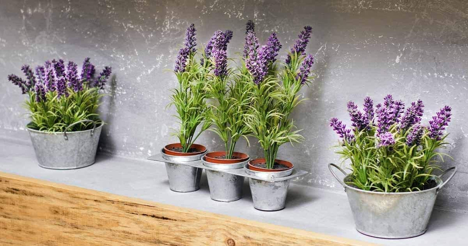 Seeds - English Lavender Seeds - Heirloom Non-Gmo Seeds with Easy to Follow Instructions - Vera True Lavender Heirloom - 91% Germination Rate (Single Pack)