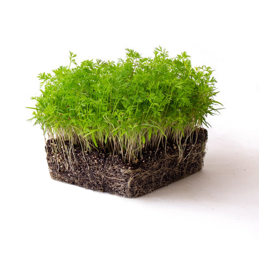 Carrot Microgreens Seeds - 1 Lb - Non-Gmo Micro Greens Seeds - High Germination - Premium Seed