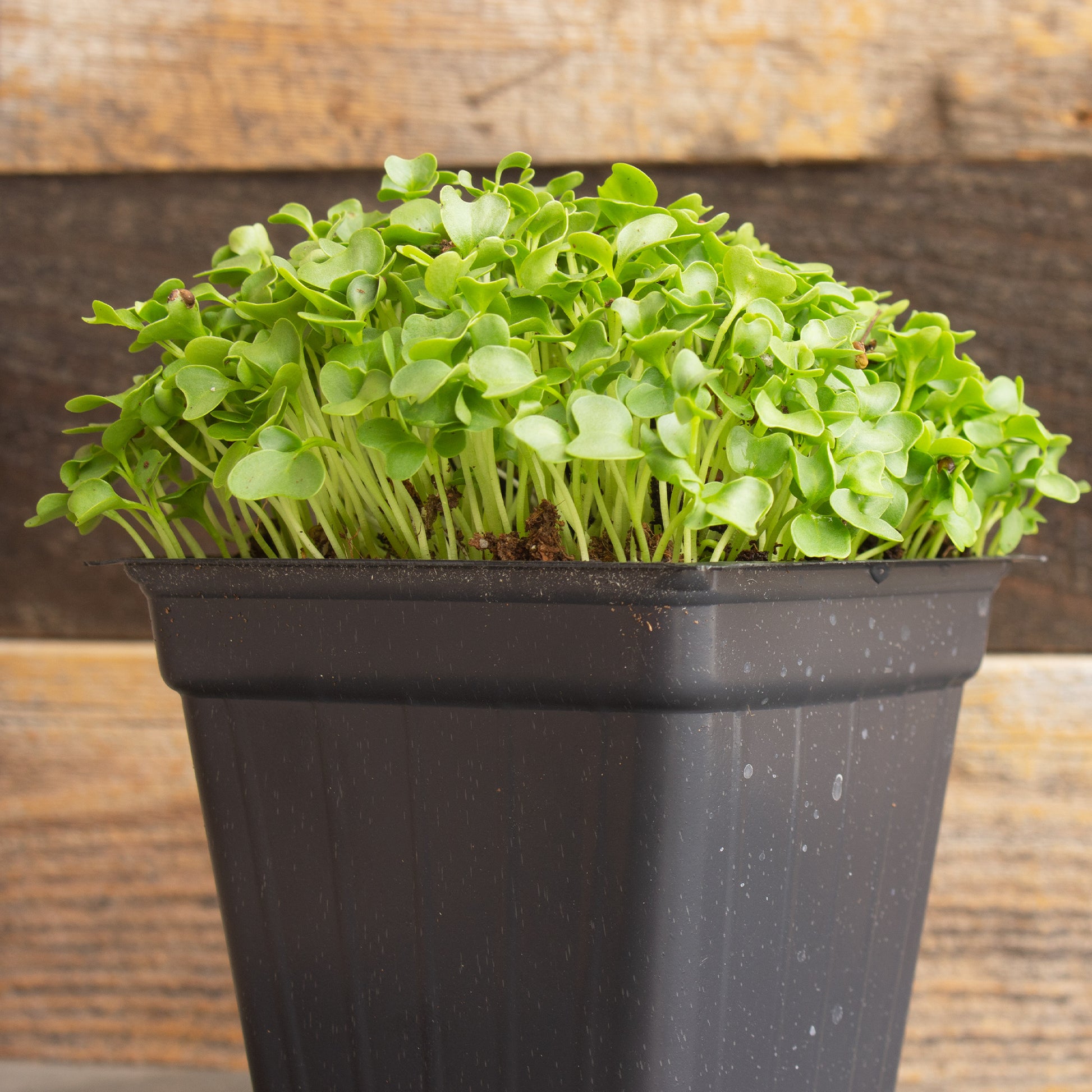 Kale Microgreens Seeds - 1 Oz ~8000 Seeds - Non-Gmo - Seeds for Growing Micro Greens - Premium, High Germination Rate Seeds - Brassica Oleracea