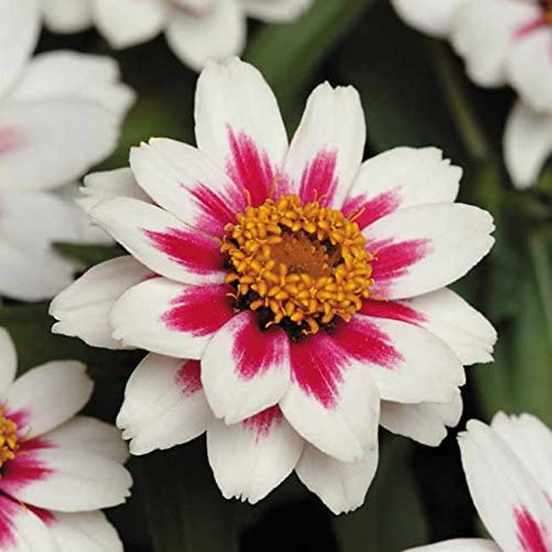 Zinnia Flower Planting Seeds, Easy to Grow, Perfect for Spring Garden, Zahara Starlight Rose, Pack of 25