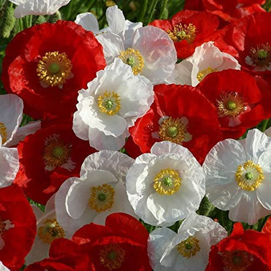 Poppy Flower Plant Seeds, Easy to Grow, Perfect for Spring Garden, National Mix, Pack of 100
