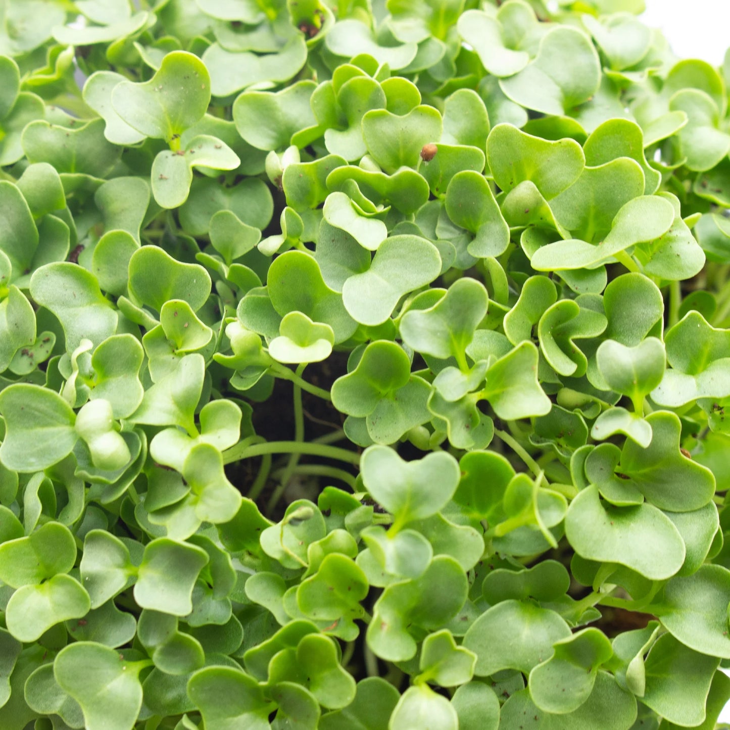 Kale Microgreens Seeds - 1 Oz ~8000 Seeds - Non-Gmo - Seeds for Growing Micro Greens - Premium, High Germination Rate Seeds - Brassica Oleracea