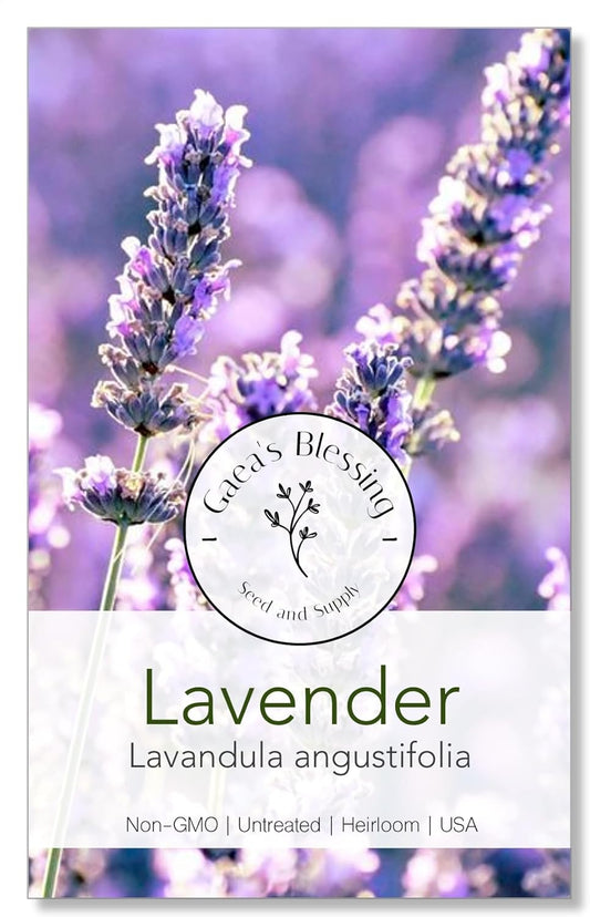 Seeds - English Lavender Seeds - Heirloom Non-Gmo Seeds with Easy to Follow Instructions - Vera True Lavender Heirloom - 91% Germination Rate (Single Pack)