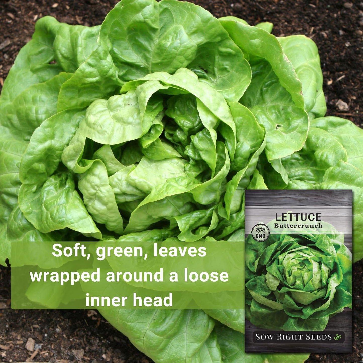 - Buttercrunch Lettuce Seeds for Planting - Non-Gmo Heirloom Packet with Instructions to Plant a Home Vegetable Garden - Outdoors or Hydroponics Indoors - Heat Tolerant Variety (1)