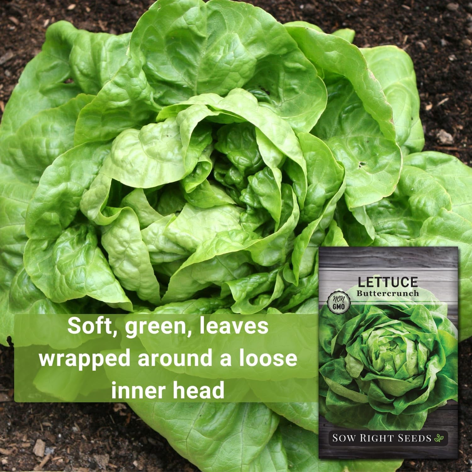 - Buttercrunch Lettuce Seeds for Planting - Non-Gmo Heirloom Packet with Instructions to Plant a Home Vegetable Garden - Outdoors or Hydroponics Indoors - Heat Tolerant Variety (1)