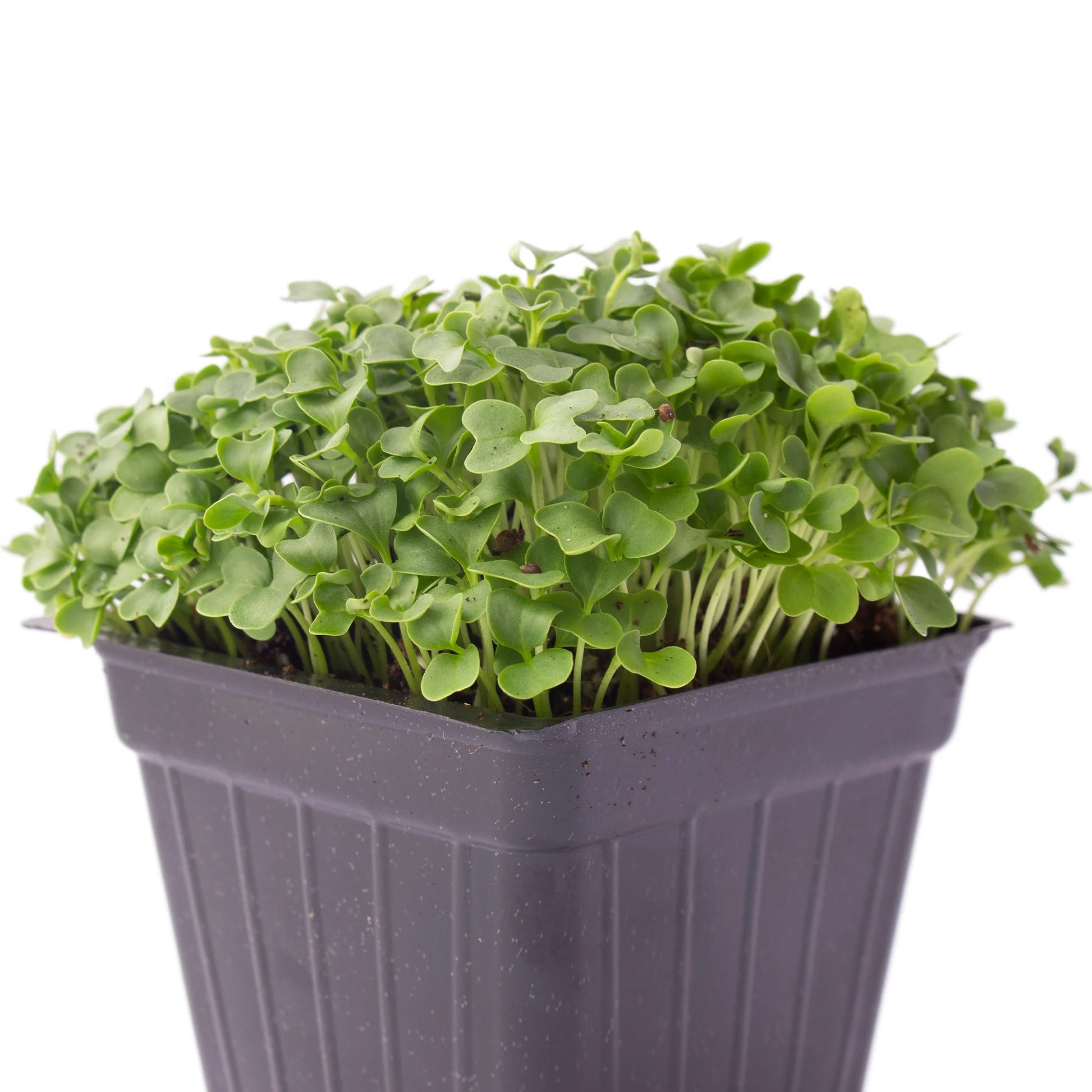 Kale Microgreens Seeds - 1 Oz ~8000 Seeds - Non-Gmo - Seeds for Growing Micro Greens - Premium, High Germination Rate Seeds - Brassica Oleracea