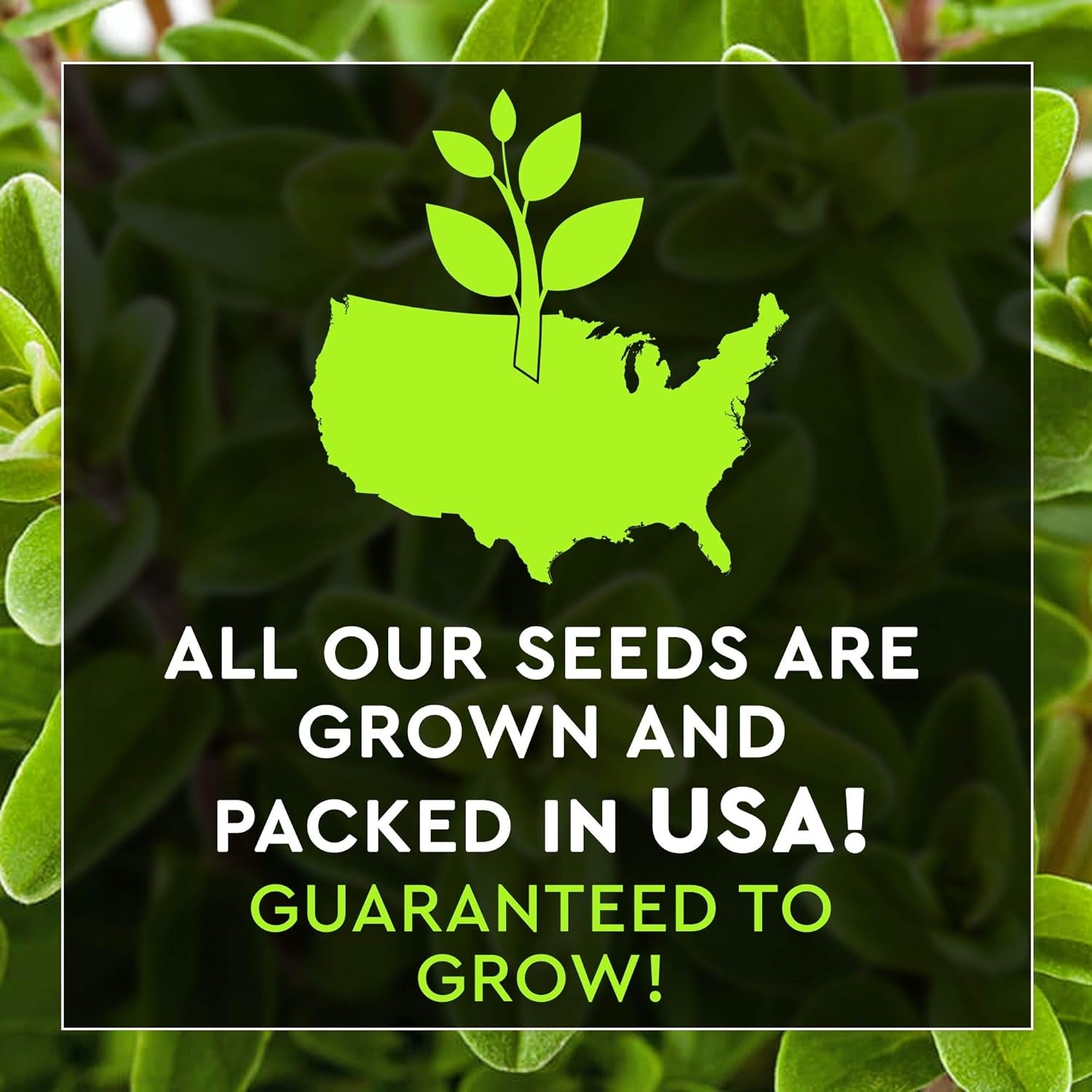 12 Italian Herb Seeds Pack - Heirloom and Non GMO, Grown in USA - Indoor or Outdoor Garden - Four Basil Varieties and Parsley, Cilantro, Rosemary, Thyme, Oregano, Marjoram, Sage, Arugula