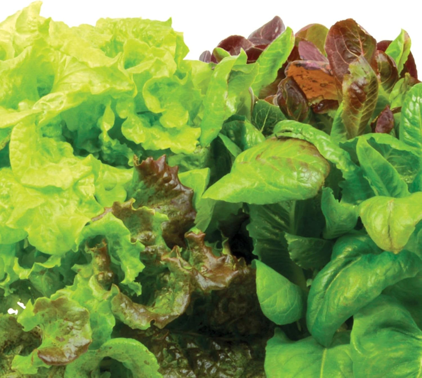 Heirloom Salad Greens Mix Seed Pod Kit with Pre-Seeded Grow Pods, Liquid Plant Food, and Growing Guide, 6-Pod