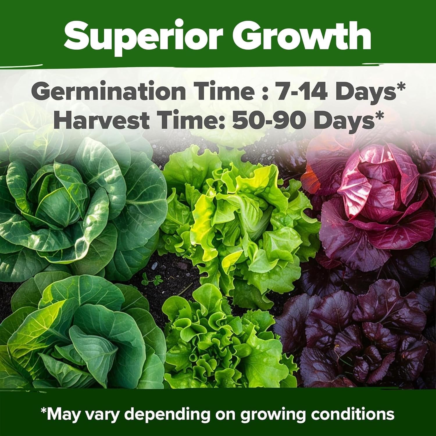 9,000+ Lettuce Seeds – 20 Heirloom Varieties, 𝗡𝗢𝗡-𝗚𝗠𝗢 𝗨𝗦𝗔 – Kale, Spinach, Romaine, Butterhead & More – Indoor or Outdoor Planting, Hydroponic-Ready, High Germination Greens