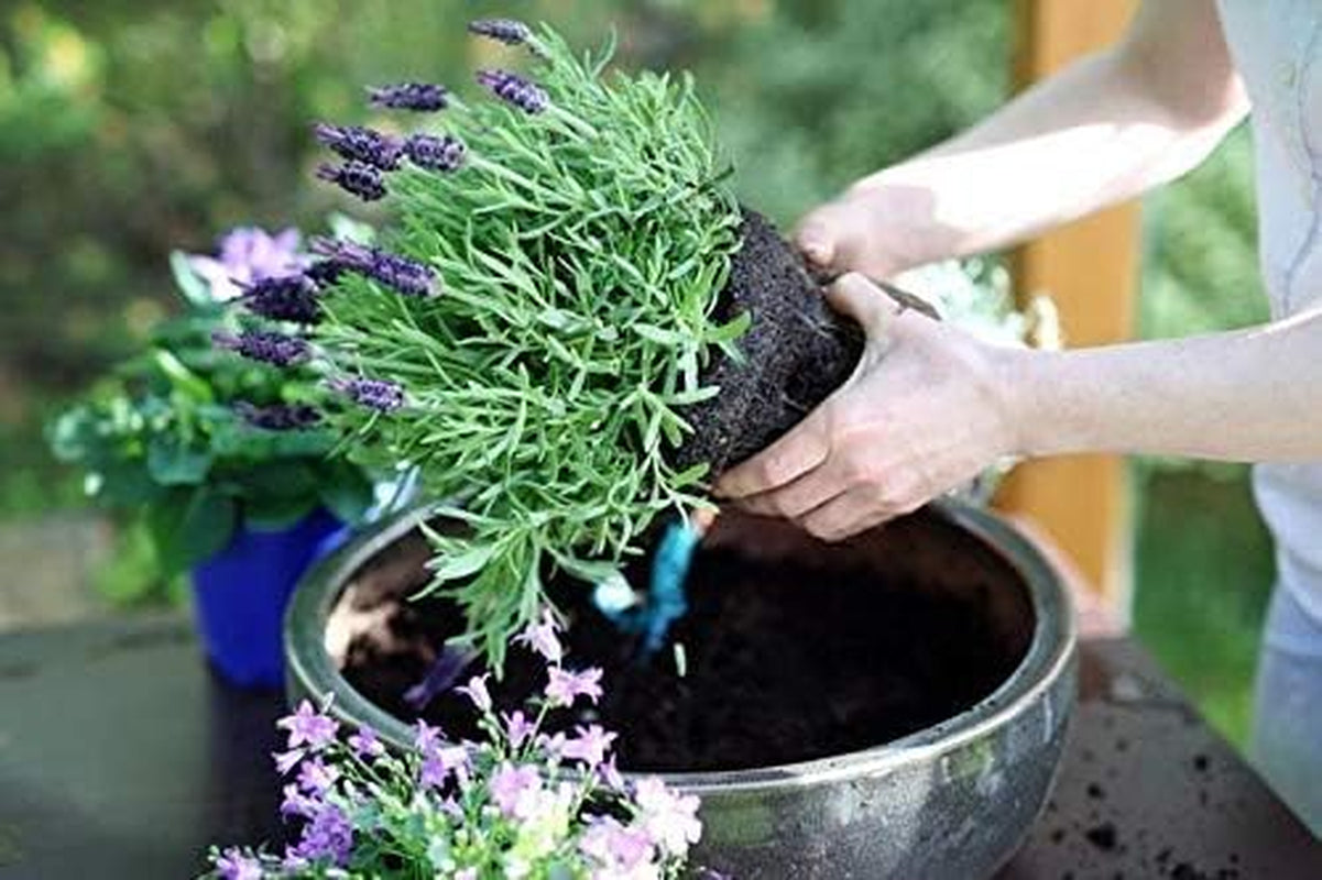 Seeds - English Lavender Seeds - Heirloom Non-Gmo Seeds with Easy to Follow Instructions - Vera True Lavender Heirloom - 91% Germination Rate (Single Pack)
