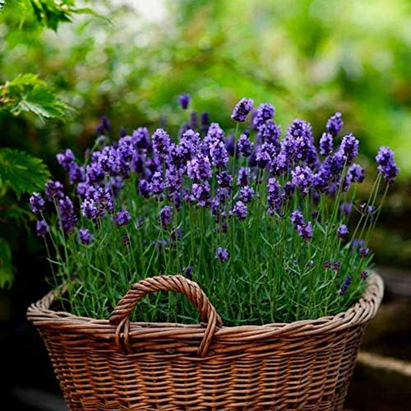 Seeds - English Lavender Seeds - Heirloom Non-Gmo Seeds with Easy to Follow Instructions - Vera True Lavender Heirloom - 91% Germination Rate (Single Pack)