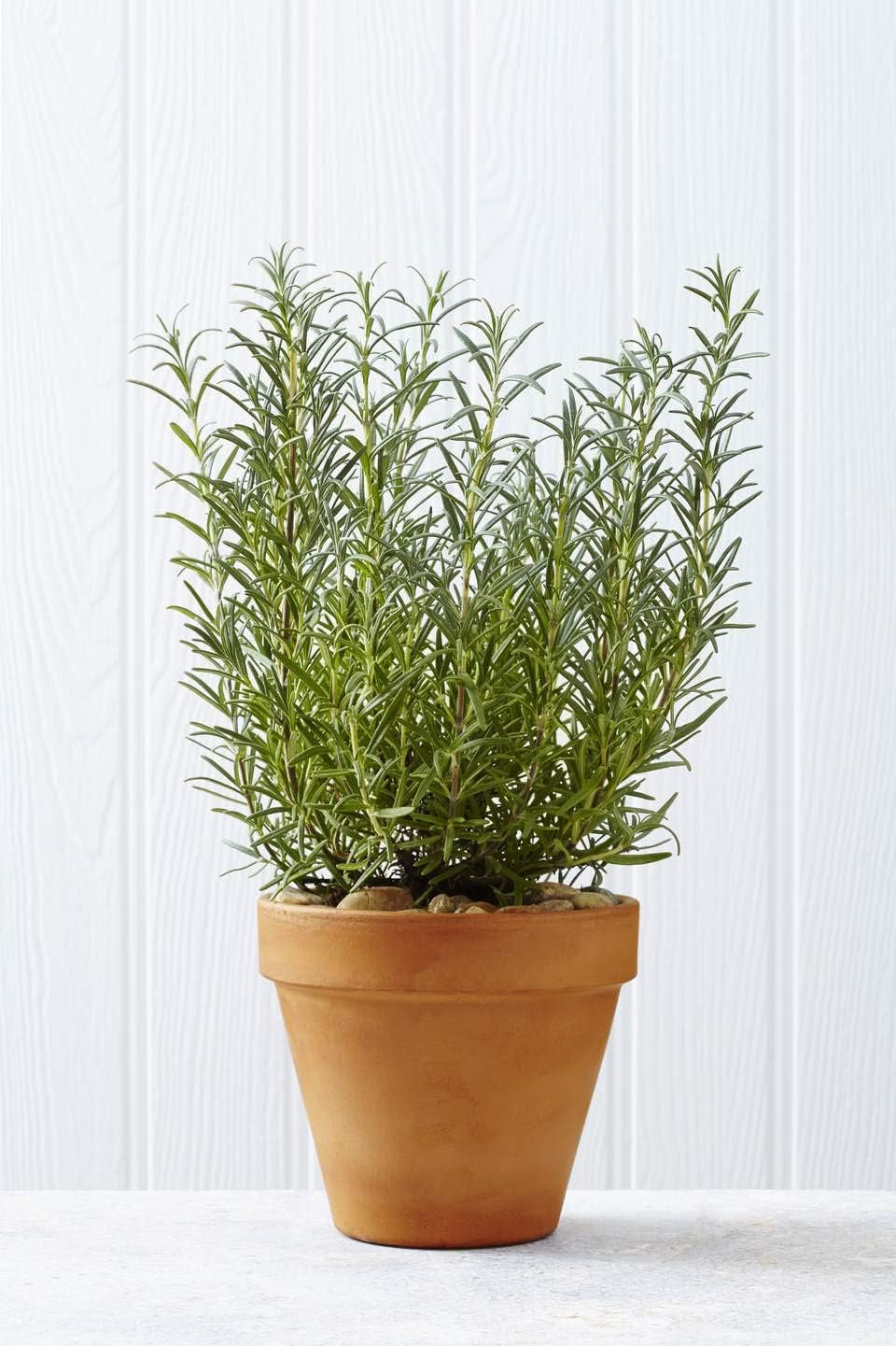 Seeds - Rosemary Seeds - Heirloom Non-Gmo Seeds with Easy to Follow Instructions 97% Germination Rate (Single Pack)
