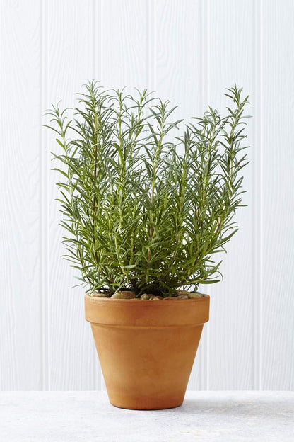Seeds - Rosemary Seeds - Heirloom Non-Gmo Seeds with Easy to Follow Instructions 97% Germination Rate (Single Pack)